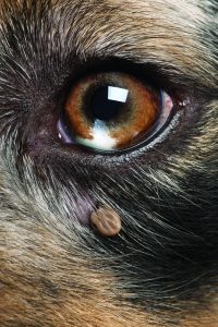 Close-up of Tick attached next to an Australian Shepherd's eye