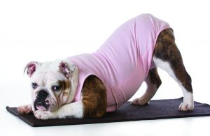 dog doing yoga on a carpet isolated on white background