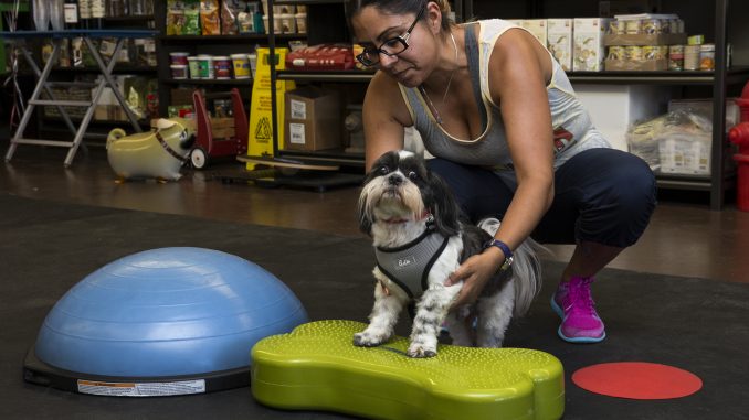 Metro Pet Spa & Fitness Centers and K9 Fit Club® Los Angeles Grand Opening Celebration. Photo credit: Angela Chen Photography email:  acpeters@charter.net website:www.angelachenphotography.com