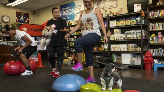 Metro Pet Spa & Fitness Centers and K9 Fit Club® Los Angeles Grand Opening Celebration. Photo credit: Angela Chen Photography email:  acpeters@charter.net website:www.angelachenphotography.com