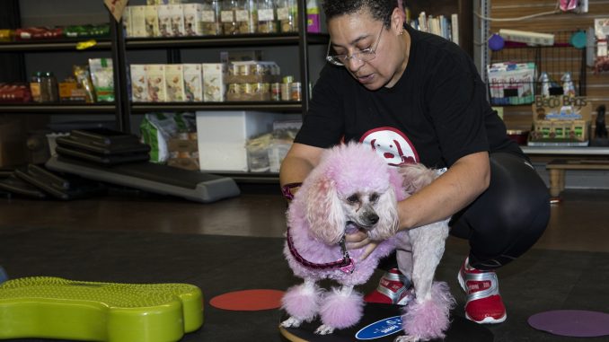 Metro Pet Spa & Fitness Centers and K9 Fit Club® Los Angeles Grand Opening Celebration. Photo credit: Angela Chen Photography email:  acpeters@charter.net website:www.angelachenphotography.com