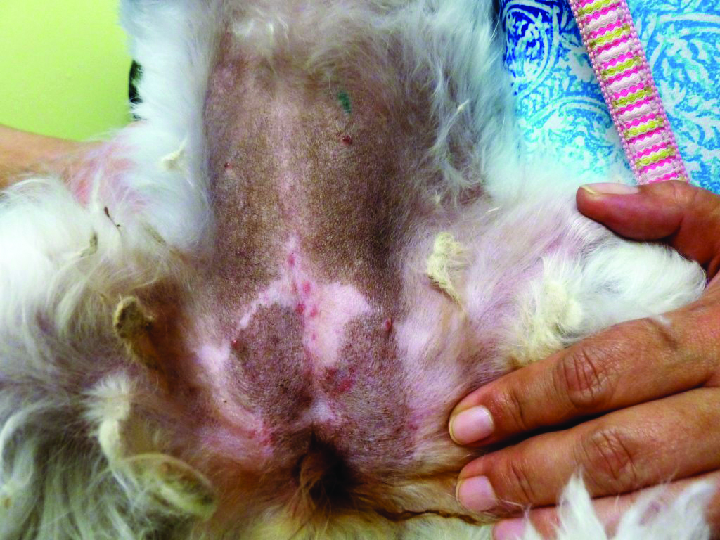 what does mrsa look like in dogs