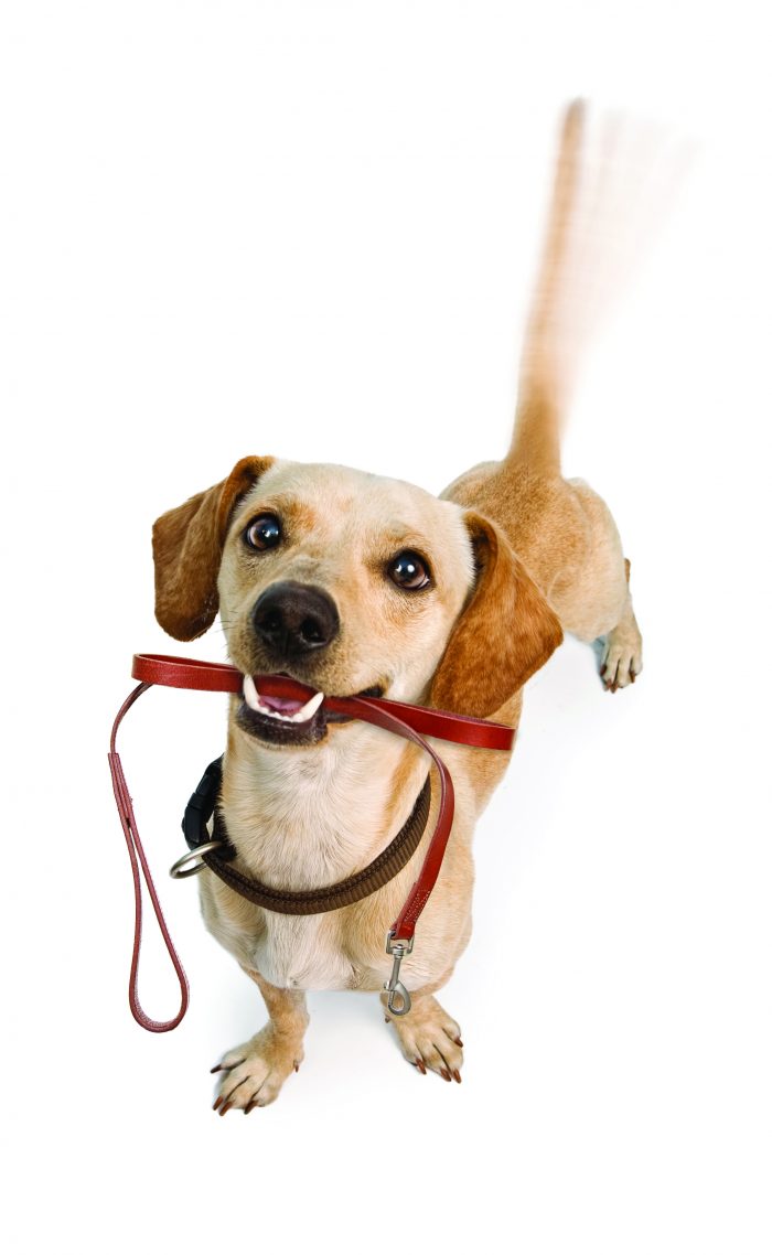 Dog Going For Walk Wagging Tail