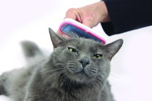 Beautiful mostly Russian blue cat loves being brushed