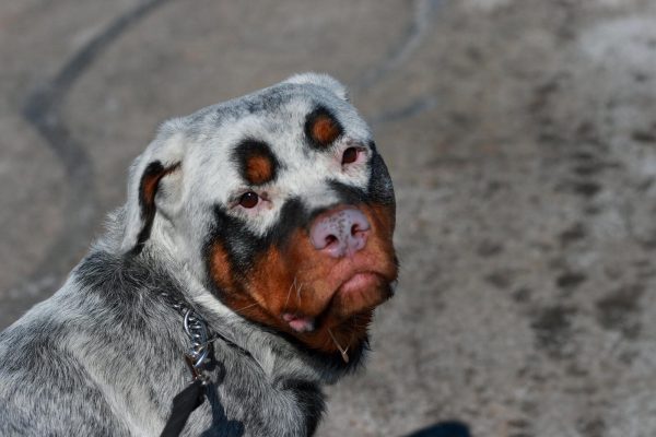 Used with permission https://www.petbucket.com/blog/62789/does-your-pet-have-vitiligo.html