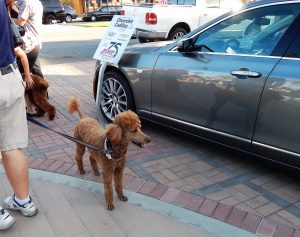 Palm Desert Poodle Walk, Nov. 2017