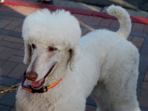 Palm Desert Poodle Walk, Nov. 2017