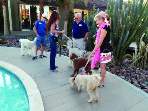 Palm Desert Poodle Walk, Nov. 2017