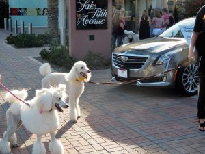 Palm Desert Poodle Walk, Nov. 2017