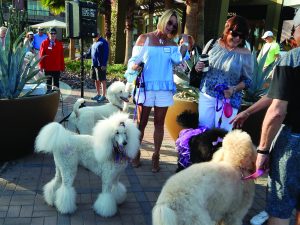 Palm Desert Poodle Walk, Nov. 2017