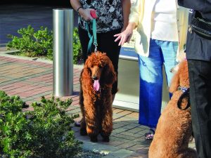 Palm Desert Poodle Walk, Nov. 2017