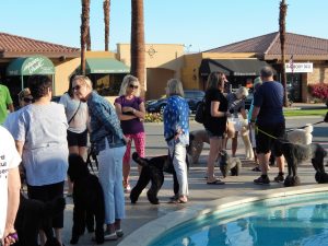 Palm Desert Poodle Walk, Nov. 2017