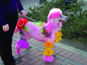 Palm Desert Poodle Walk, Nov. 2017