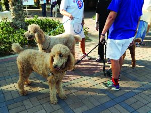 Palm Desert Poodle Walk, Nov. 2017