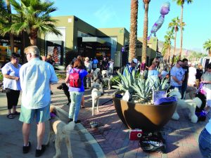 Palm Desert Poodle Walk, Nov. 2017