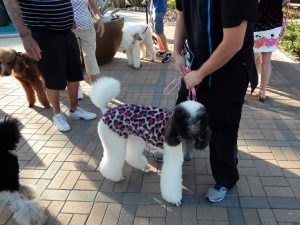 Palm Desert Poodle Walk, Nov. 2017