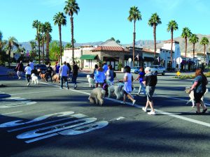 Palm Desert Poodle Walk, Nov. 2017