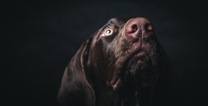 Young German pointer dog looking up.