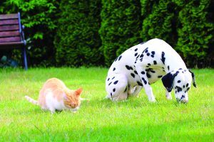 Dog and cat eating grass