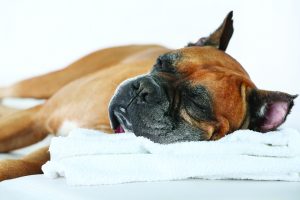 Dog relaxing on massage table, on light background