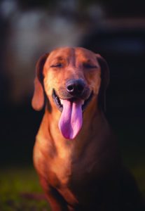 Happy dog