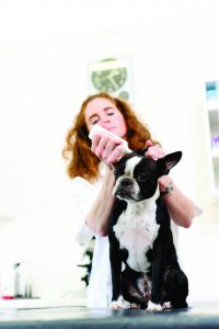 Dog at the veterinarian ready to get ear drops