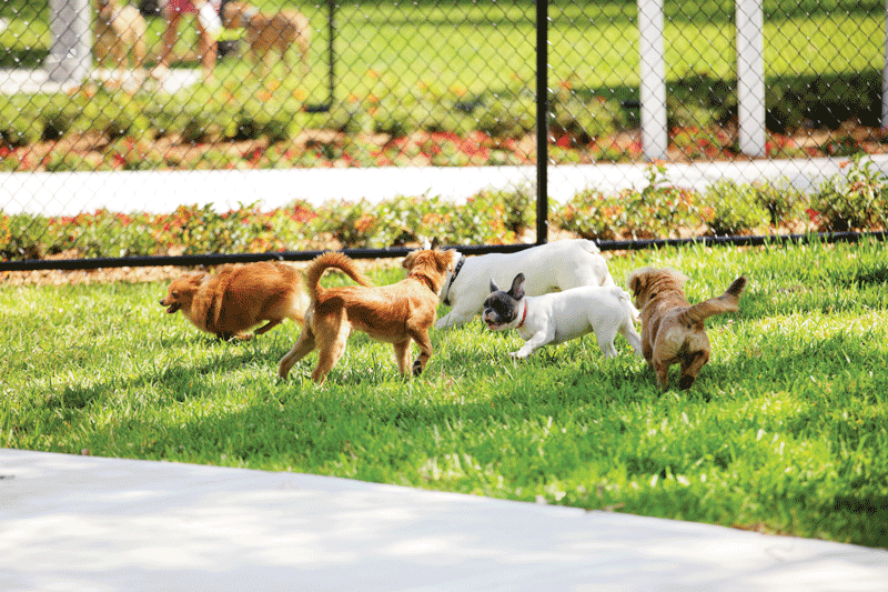 Kearny mesa best sale dog park